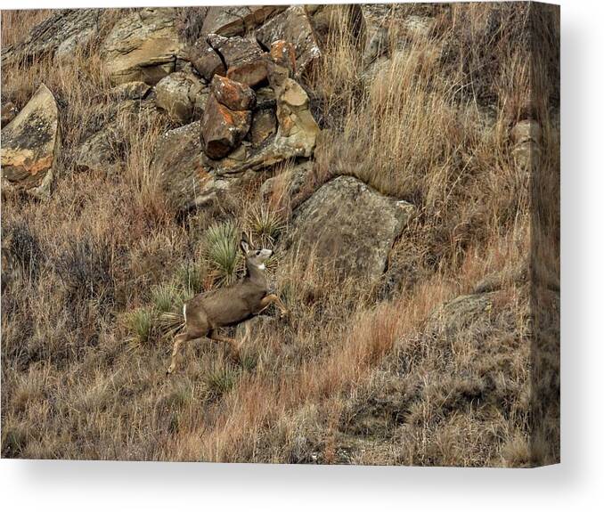 Mule Deer Canvas Print featuring the photograph Bounding Up The Hill by Amanda R Wright