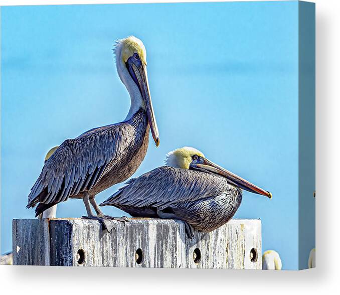Bird Canvas Print featuring the photograph Brown Pelican by Jerry Connally