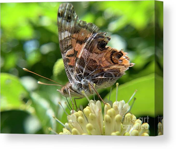 Button Bush Canvas Print featuring the photograph Buttonbush and butterfly 1 by Catherine Wilson