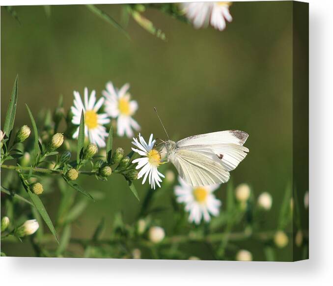 Butterfly Canvas Print featuring the photograph Cabbage Butterfly on Wildflowers by Christopher Reed