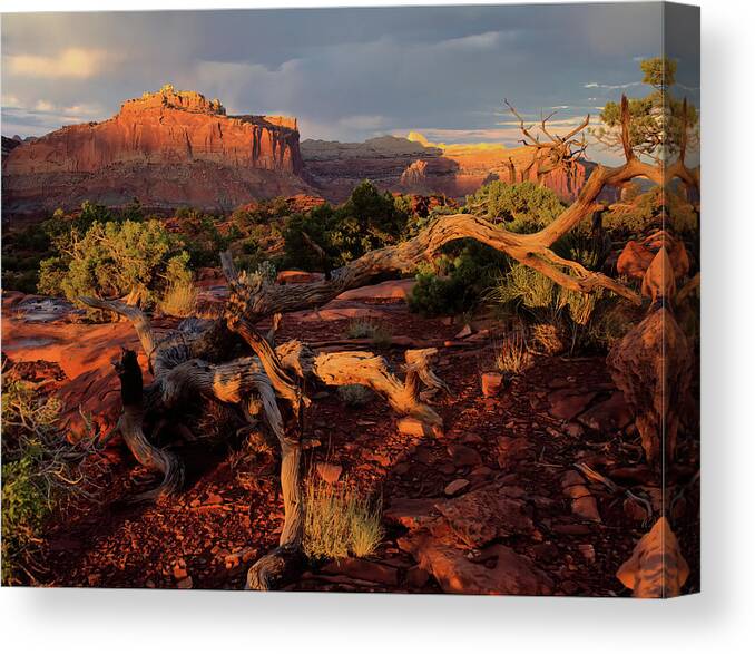 Capitol Reef Canvas Print featuring the photograph Capitol Reef Sunset by Bob Falcone
