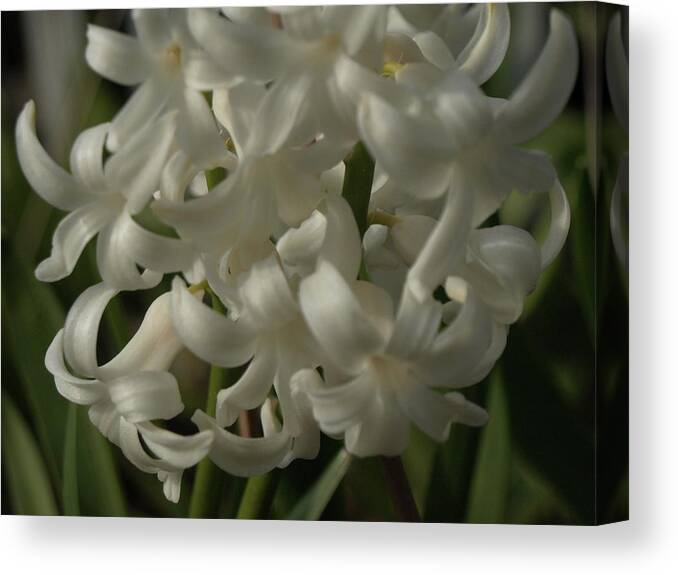 Hyacinth Canvas Print featuring the photograph Carnegie Hyacinth - 1 by Jeffrey Peterson