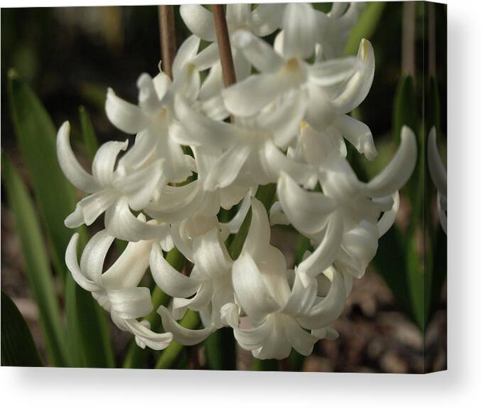Hyacinth Canvas Print featuring the photograph Carnegie Hyacinth - 2 by Jeffrey Peterson