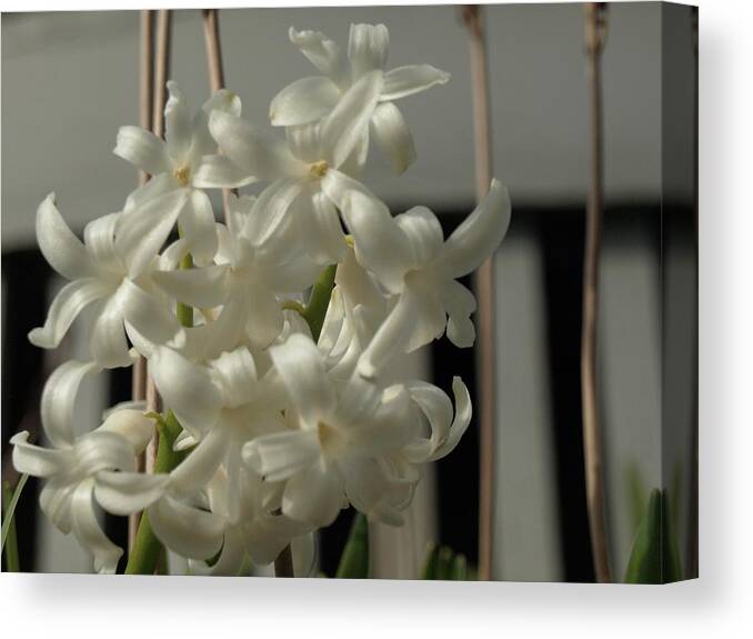 Hyacinth Canvas Print featuring the photograph Carnegie Hyacinth - 4 by Jeffrey Peterson