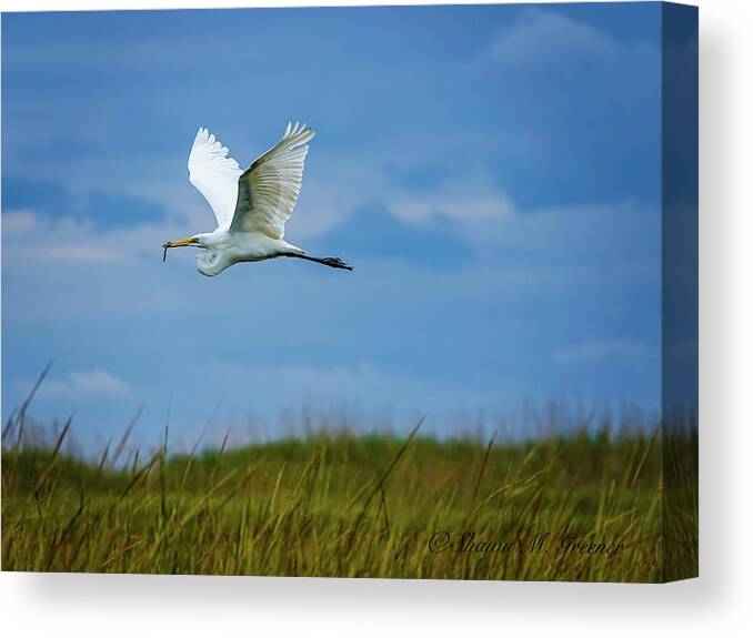 Bird Canvas Print featuring the photograph Carrying the snack by Shawn M Greener