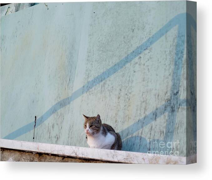 Cat Canvas Print featuring the photograph Cat in Ventimiglia I by Aisha Isabelle