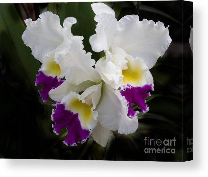 Cattleya Canvas Print featuring the photograph Cattleya Orchid in White Yellow and Violet by L Bosco