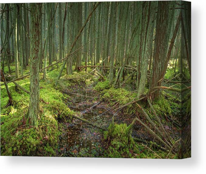 New Jersey Canvas Print featuring the photograph Cedar Swamp at Franklin Parker Preserve by Kristia Adams