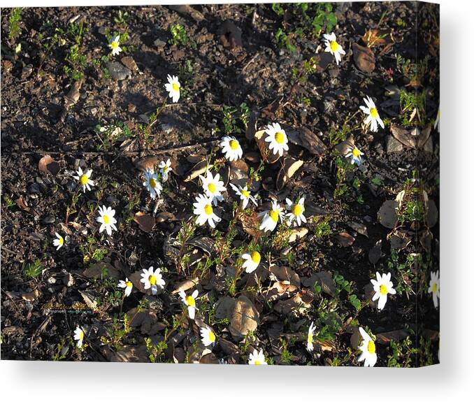 Photo Art Canvas Print featuring the photograph Chamomile Group Social by Richard Thomas