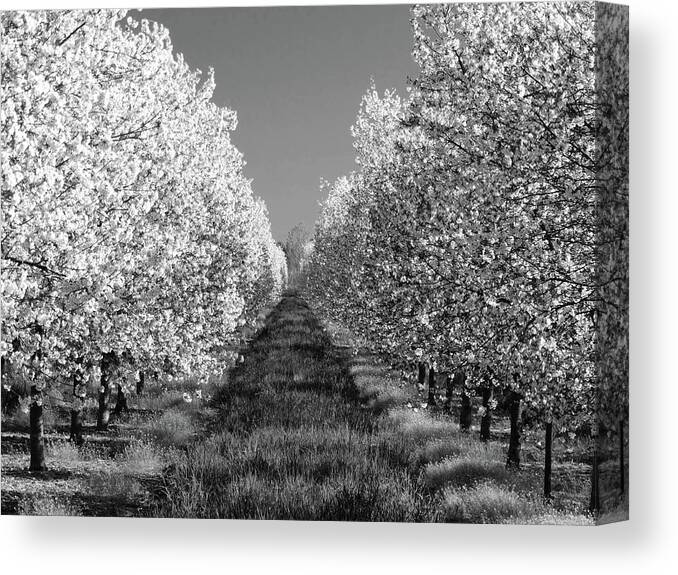 Cherry Orchard Canvas Print featuring the photograph Cherry Blossom Perspective B W by David T Wilkinson
