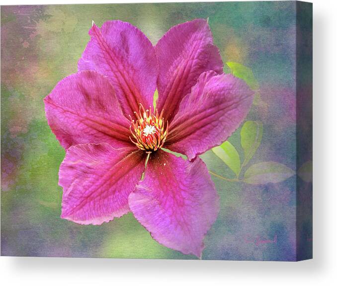 Abstract Canvas Print featuring the photograph Clematis by Sue Leonard