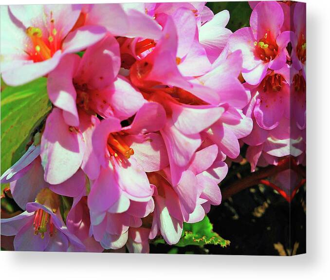 Bergenia Cordifolia Canvas Print featuring the photograph Close To Me by Jasna Dragun