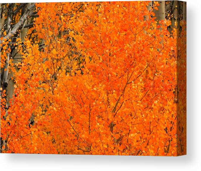 Autumn Canvas Print featuring the photograph Collapse of Summer 2021 by Carl Moore