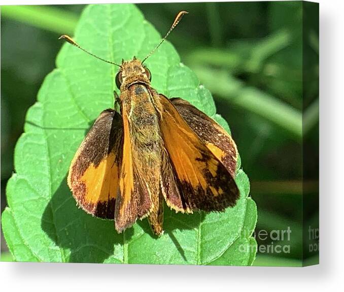 Skipper Canvas Print featuring the photograph Colorful Skipper by Catherine Wilson
