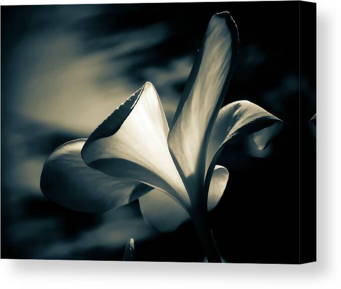 Monochrome Canvas Print featuring the photograph Colorless Beauty by Gena Herro