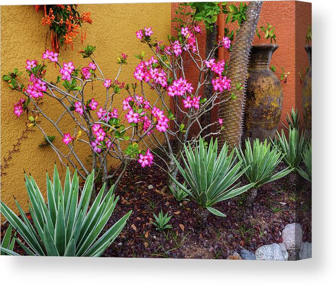 Mexico Canvas Print featuring the photograph Colourful residential garden. by Rob Huntley