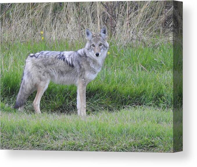 Chilcotin Coyote Canvas Print featuring the photograph Coyote by Nicola Finch