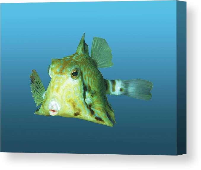 Boxfish Canvas Print featuring the mixed media Cute Boxfish - Nice portrait of beautiful fish on gradient blue - by Ute Niemann