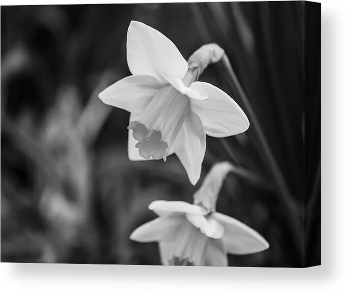 Narcissus Canvas Print featuring the photograph Daffodils Horizontal by Todd Bannor