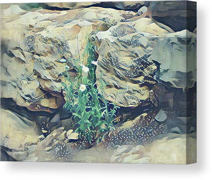 Daisies Canvas Print featuring the mixed media Daisies in the Boulders by Christopher Reed