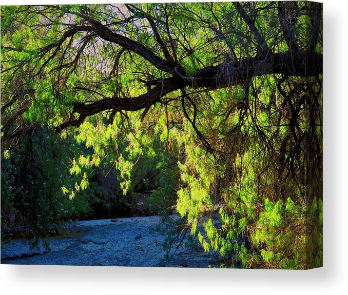 Desert Plants Canvas Print featuring the photograph Deep in the Vekol by Judy Kennedy