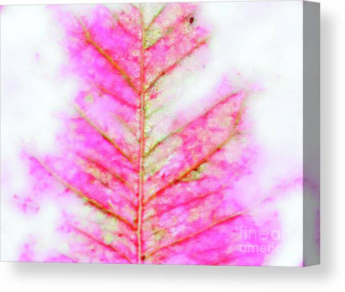 Abstract Canvas Print featuring the photograph Delicate Blush by Elaine Teague