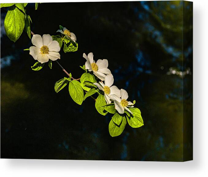 Yosemite Canvas Print featuring the photograph Dogwood On The River by Bill Gallagher