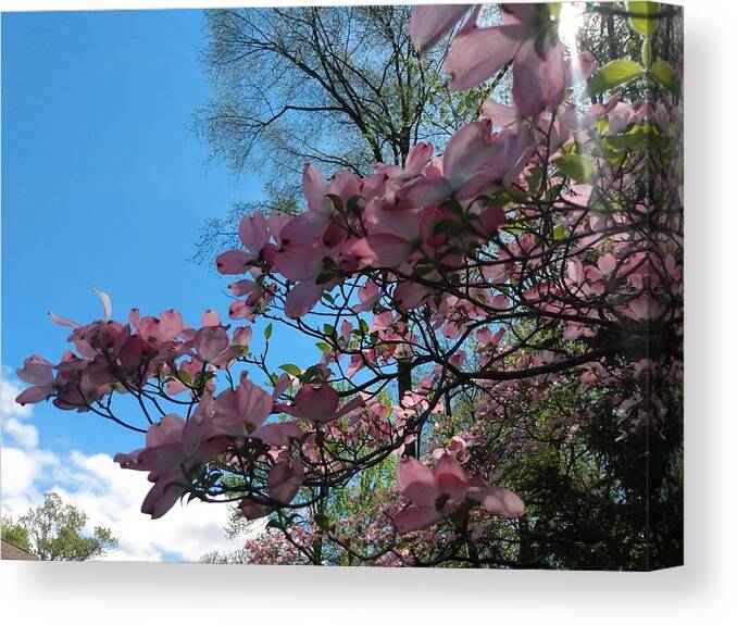 Sky Canvas Print featuring the photograph Dogwood Tree and Blue Skies by Christopher Lotito