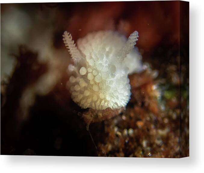 Nudibranch Canvas Print featuring the photograph Doris Nudibranch by Brian Weber