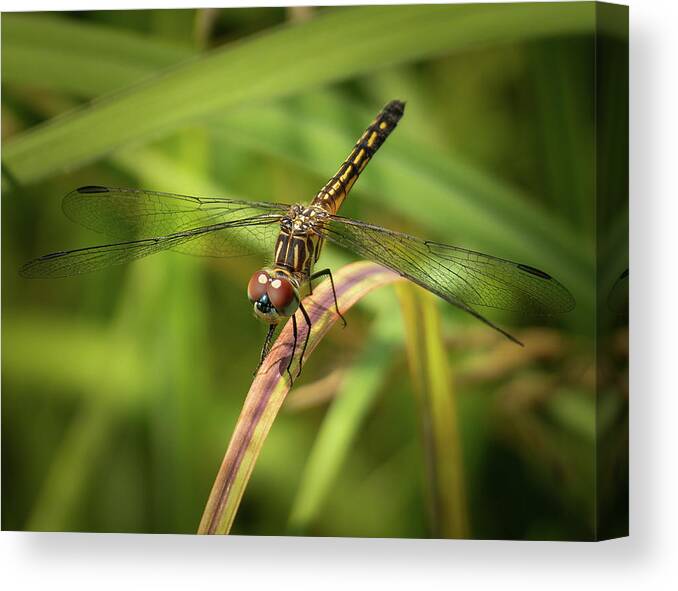 Dragonfly Canvas Print featuring the photograph Dragonfly by David Morehead