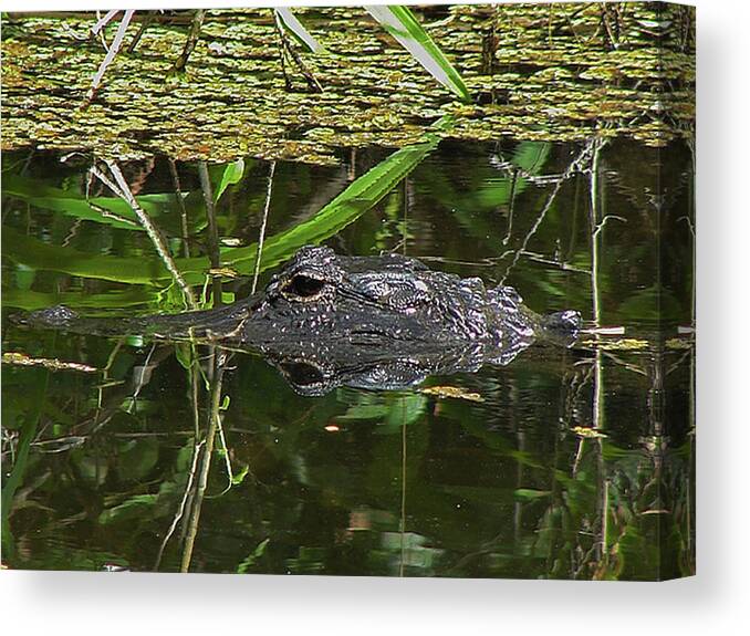 Alligator Canvas Print featuring the photograph Dragon's Eye by Carl Moore