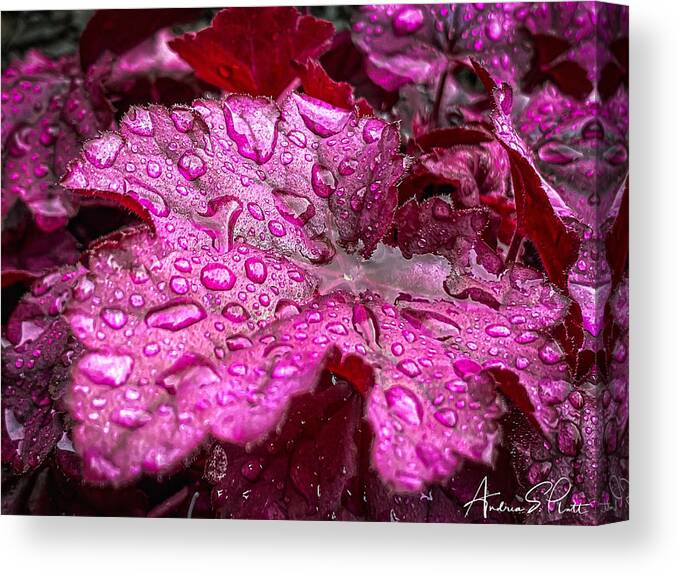 Coral Bell Canvas Print featuring the photograph Drenched in Spring by Andrea Platt