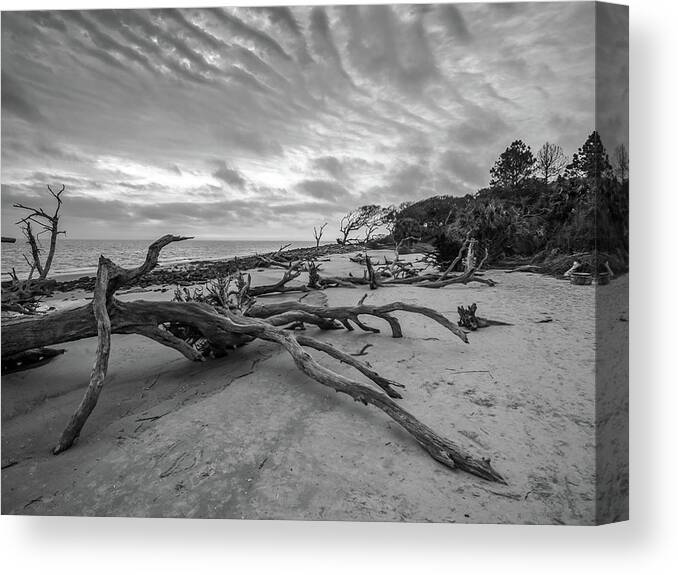 3-nature Canvas Print featuring the photograph Drift wood beach photograph by Louis Dallara