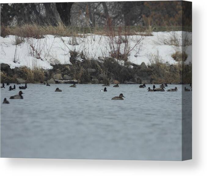 Spring Canvas Print featuring the photograph Ducks On The Water by Amanda R Wright