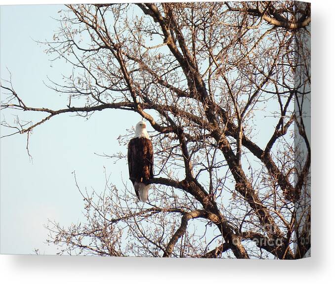  Canvas Print featuring the digital art Eagle Watching by Rural America Scenics