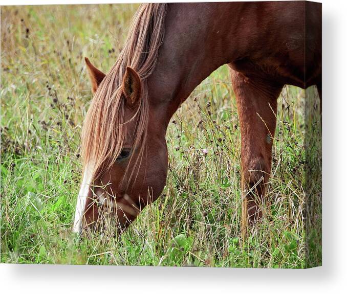 Equus Caballus Caballus Canvas Print featuring the photograph Eat your greens. Horse by Jouko Lehto