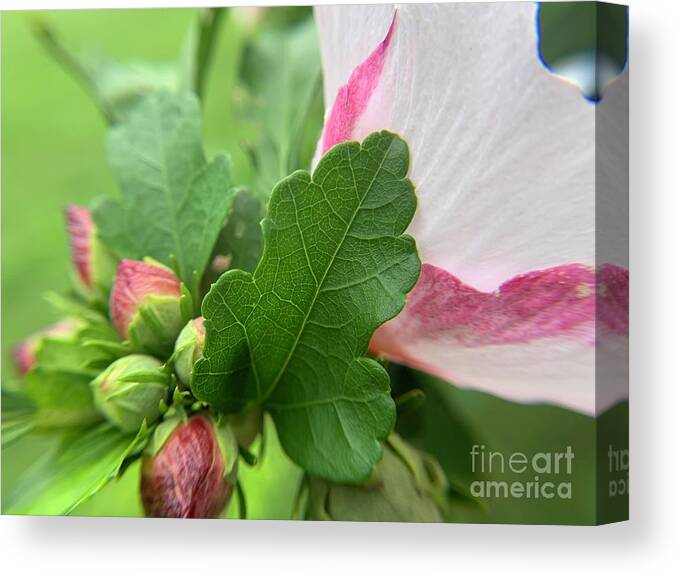 Flowers Canvas Print featuring the photograph Hibiscus Elegance by Catherine Wilson