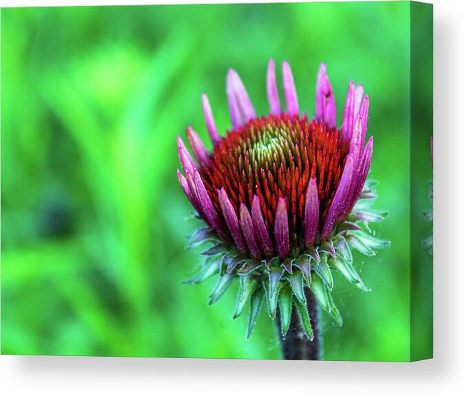 Pink Canvas Print featuring the photograph Emerging Bloom by Cynthia Clark