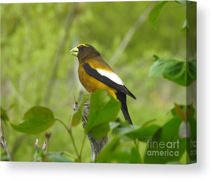 Evening Grosbeak Canvas Print featuring the photograph Evening Grosbeak by Nicola Finch