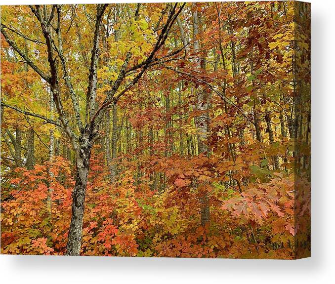Forest Canvas Print featuring the photograph Fall Forest by Brian Eberly