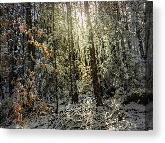 Snow Canvas Print featuring the photograph Fall Into Beauty by Jerry LoFaro