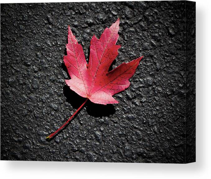2014 Canvas Print featuring the photograph Fall Maple Leaf by Charles Floyd
