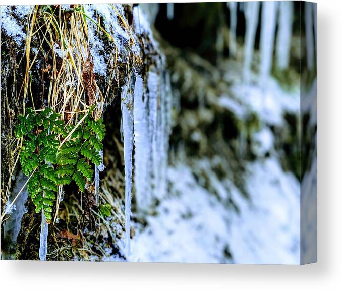  Canvas Print featuring the photograph Fern and Icicles by Brad Nellis