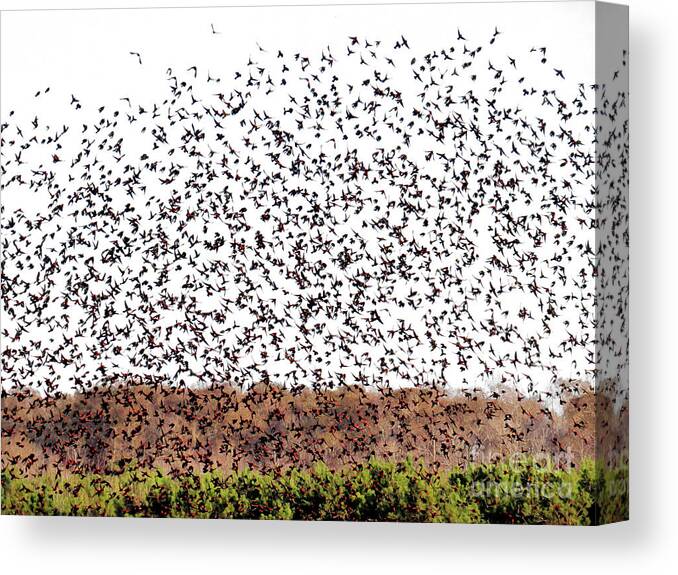 Red-winged Canvas Print featuring the photograph Five Hundred Blackbirds by Scott Cameron