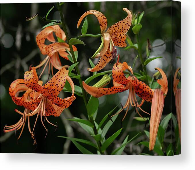 Lilies Canvas Print featuring the photograph Five Tiger Lilies and a Bud by Carol Senske