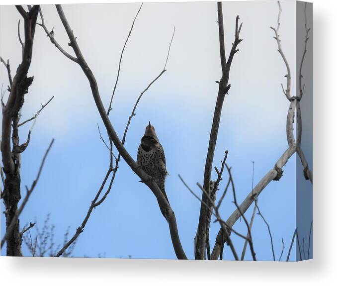 Northern Flicker Canvas Print featuring the photograph Flicker by Amanda R Wright