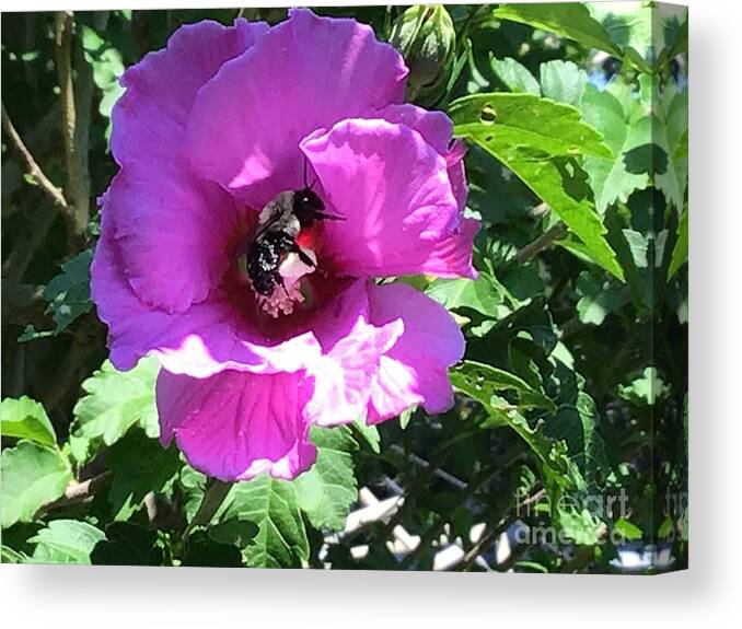 Flowers Canvas Print featuring the photograph Hibiscus Flowers and Honeybee Connection by Catherine Wilson