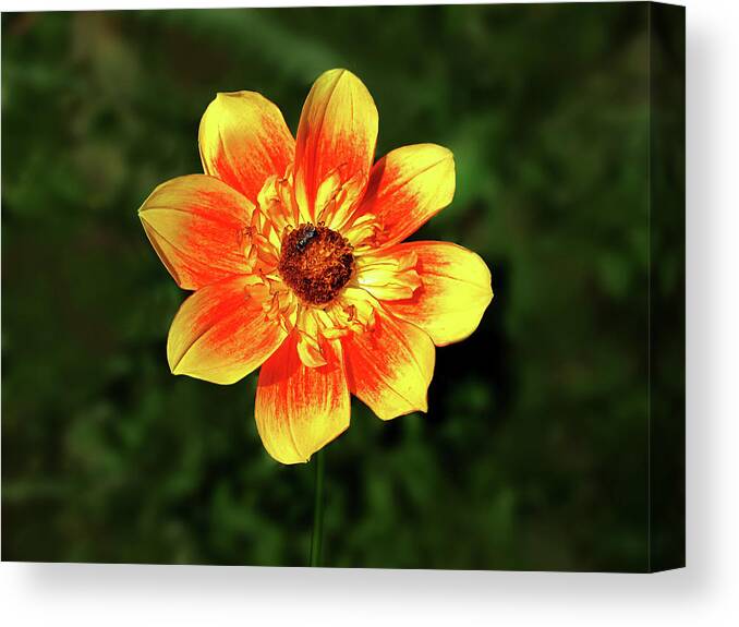 Photography Canvas Print featuring the mixed media Flowers Photography-29 by Art By Lakshmi