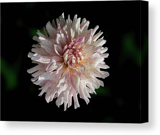 Photography Canvas Print featuring the mixed media Flowers Photography-36 by Art By Lakshmi