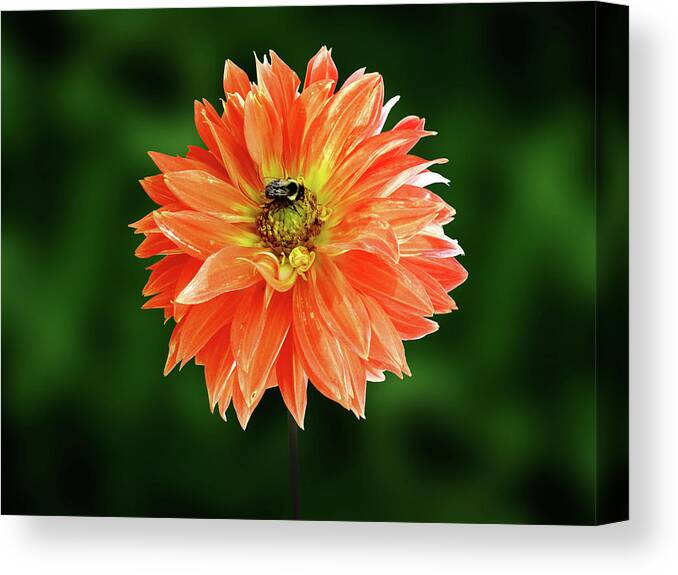 Photography Canvas Print featuring the mixed media Flowers Photography-40 by Art By Lakshmi